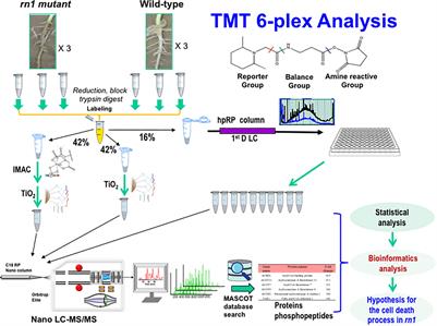 A Phosphoproteomics Study of the Soybean root necrosis 1 Mutant Revealed Type II Metacaspases Involved in Cell Death Pathway